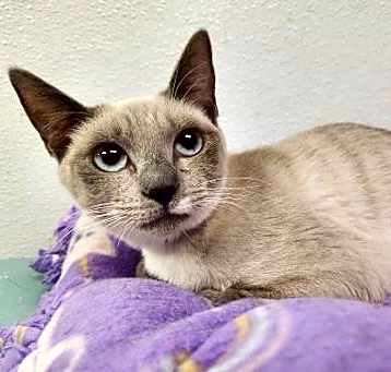 Photo of Cat 26622 (Jasmine)