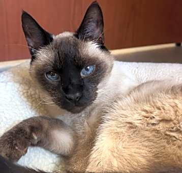 Photo of Henry