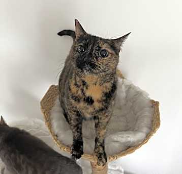 Photo of Fettuccine