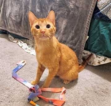 Photo of Morris [Bonded to Otis]