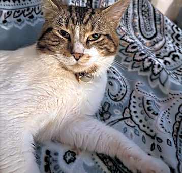 Photo of Patches