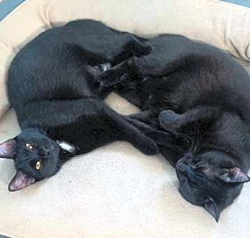 Photo of Piglet and Sushi (2 Cats)