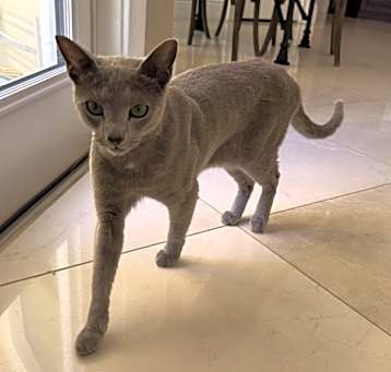 Photo of Oliver