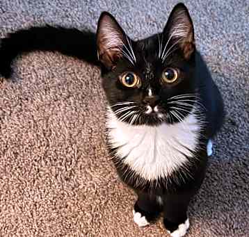 Photo of Spot