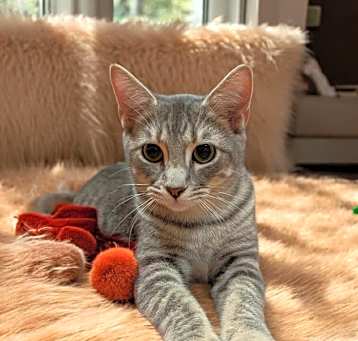 Photo of Stormy