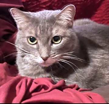 Photo of Meadow