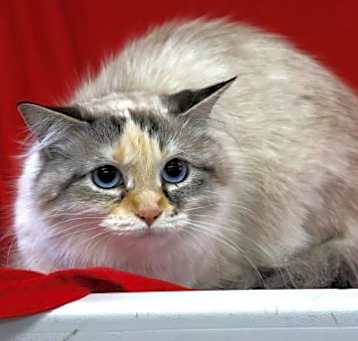 Photo of Baby Girl