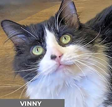 Photo of Vinny