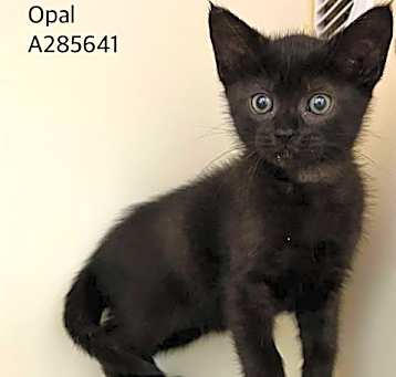 Photo of OPAL