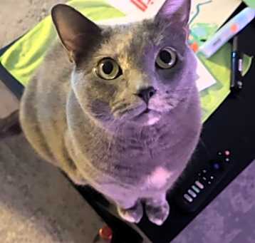 Photo of Josie
