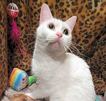 Photo of Snow White