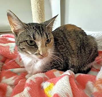 Photo of Marigold - Must Apply in Person !