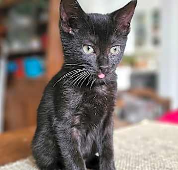 Photo of Kuro II