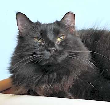 Photo of Biscuit
