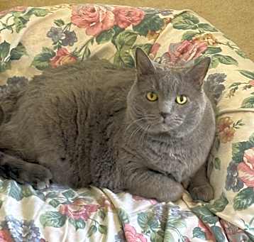 Photo of Gracie