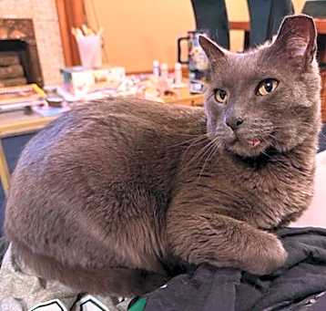 Photo of Sir Benedict the Gray of Humboldt House