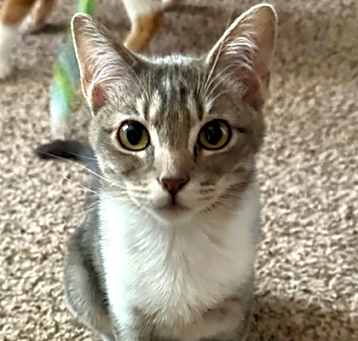 Photo of Cecil