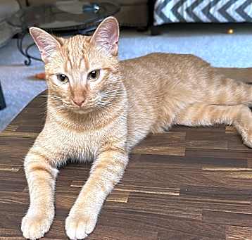 Photo of Antar