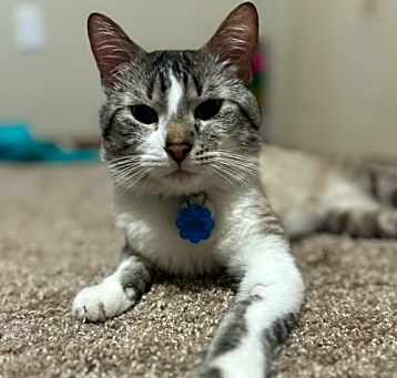 Photo of Snafu