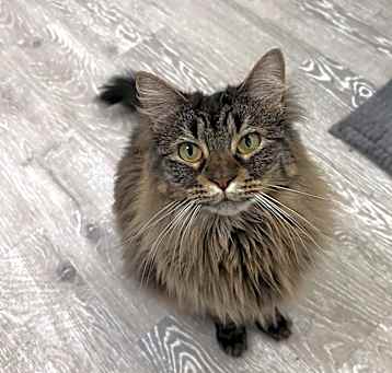 Photo of Xena