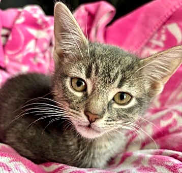 Photo of Kitten Zion