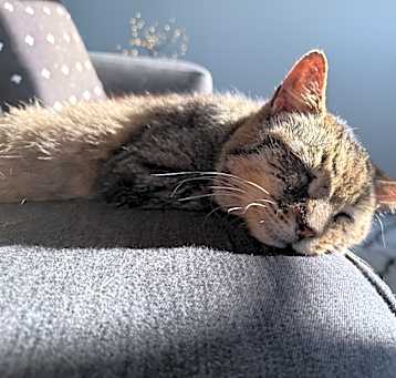 Photo of Mowgli