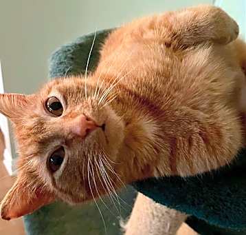 Photo of Ginger