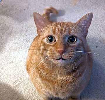 Photo of O'Malley