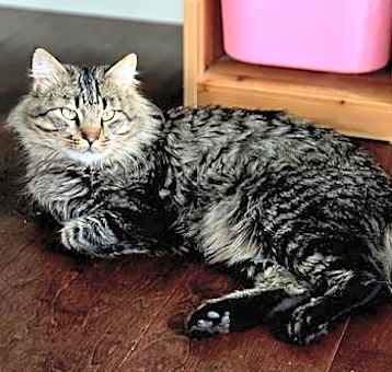 Photo of Oscar