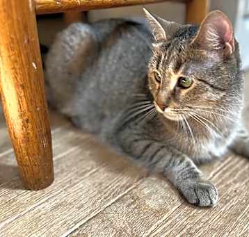 Photo of DORI