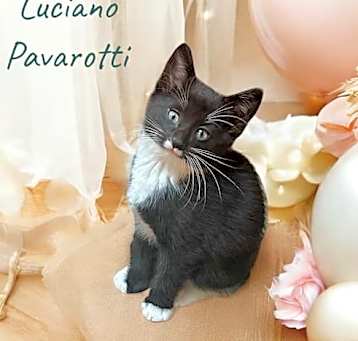 Photo of Luciano Pavarotti