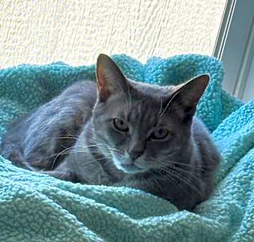 Photo of Stella
