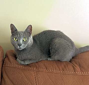 Photo of TinyCat