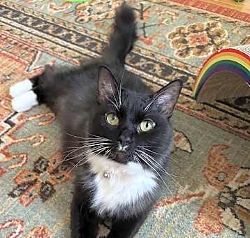 Photo of Pepper