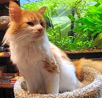 Photo of Hobbes
