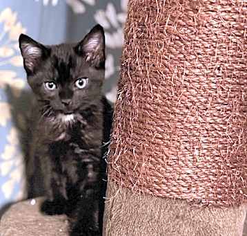 Photo of Crow Feather (kitten)