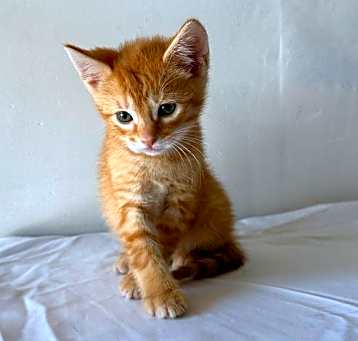 Photo of STAR BOY