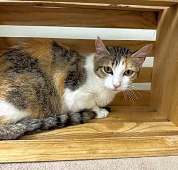 Photo of Pumpkin