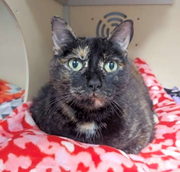 Photo of Tibby