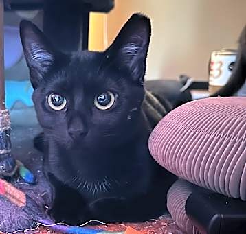 Photo of Sweet Pea