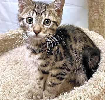 Photo of Dunkel - Polydactyly