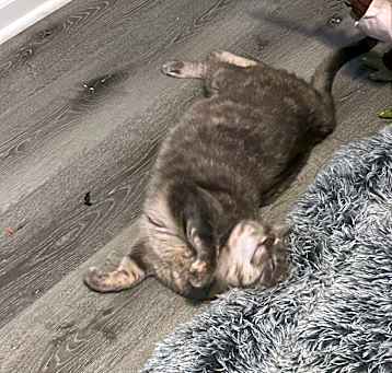 Photo of Luna