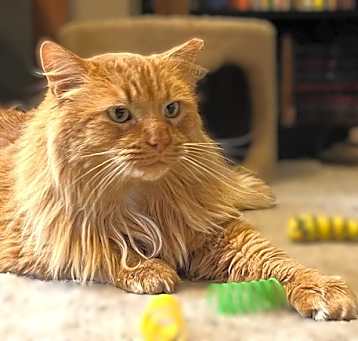 Photo of BIG BOY BOB