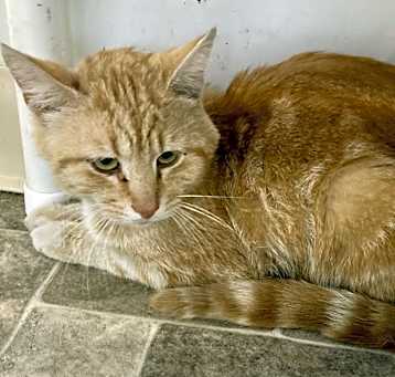 Photo of NACHO