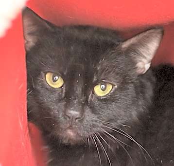 Photo of Lunar