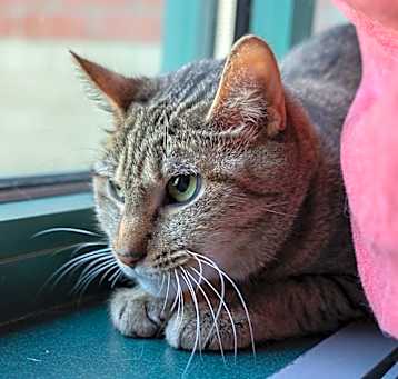 Photo of Nala-$199 In Foster