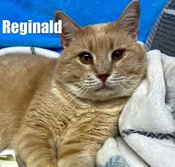 Photo of Reginald