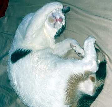 Photo of Ginger