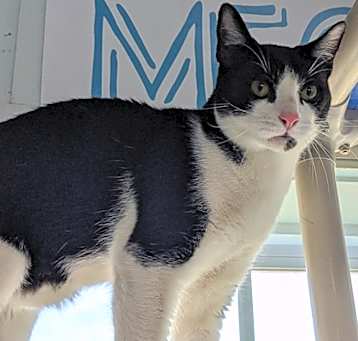 Photo of Mischief