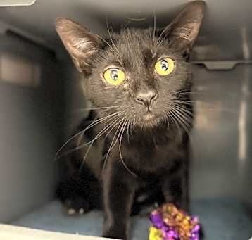 Photo of BINX